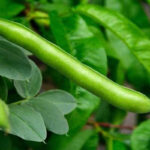 برنامه غذایی لوبیا